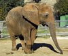 ruby-elephant-lazoo.jpg