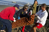 sea-lion-rescue-2-alcorn.jpg