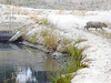 capybara-healthebay.jpg
