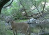p18-lion-nps.jpg