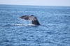 sperm-whale-fb.jpg
