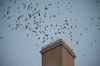 swifts-dtla-2010.jpg
