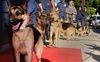 german-shepherd-arrivals.jpg