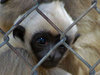 gibbon200x150crop.jpg