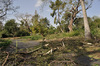 arboretum-damage-3.jpg