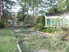 huntington-tree-down.jpg