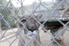 lion-waystation-dn.jpg