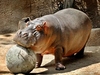 jabba+the+hippo.jpg