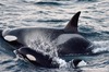 orcas-transient-pt-da.jpg
