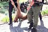 lion-sunland-killed.jpg