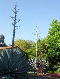 century-plant-update-megsullivan.jpg