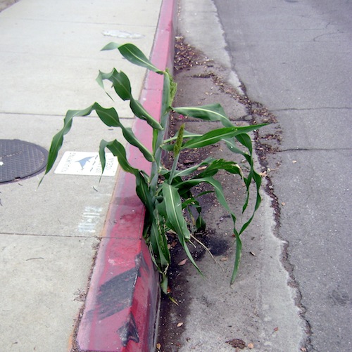 http://www.laobserved.com/intell/assets/CORN.jpg