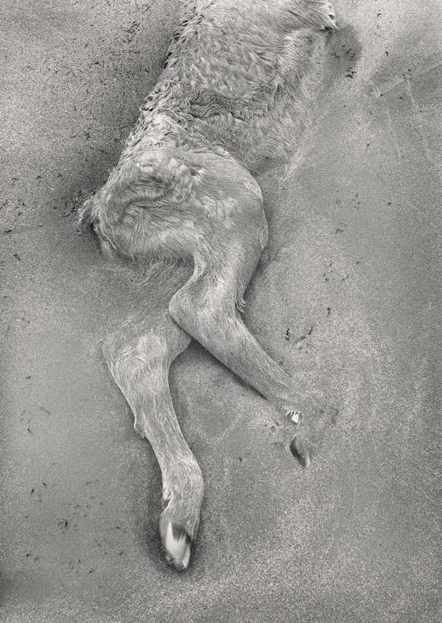 http://www.laobserved.com/intell/assets/Caponigro_Dead-Calf.jpg