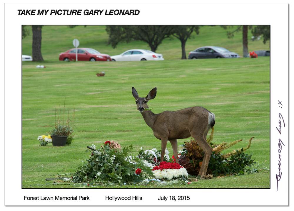 http://www.laobserved.com/intell/assets/LAO_ForestLawn_Deer.jpg