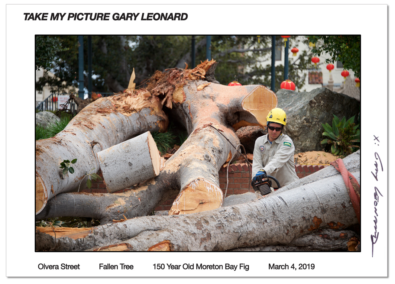 http://www.laobserved.com/intell/assets/LAO__OlveraFigTree.jpg