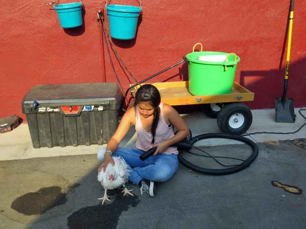 http://www.laobserved.com/intell/assets/OC-Fair-Victoria%27s-chicken-.jpg
