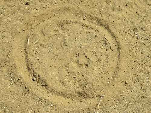 http://www.laobserved.com/intell/assets/bobcat-track%2C-Inspiration-P.jpg