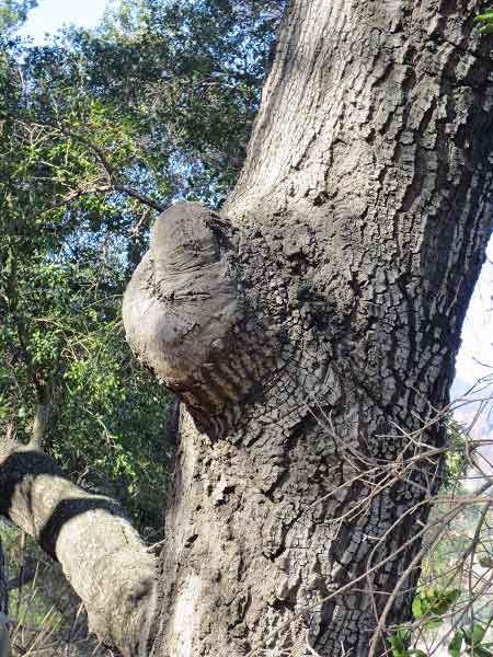 http://www.laobserved.com/intell/assets/burl%2C-coast-live-oak%2C-King-.jpg