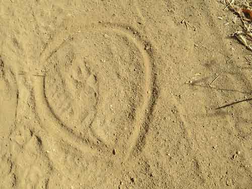 http://www.laobserved.com/intell/assets/coyote-track%2C-Inspiration-P.jpg
