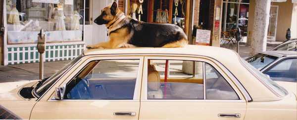 http://www.laobserved.com/intell/assets/dogoncar.jpg