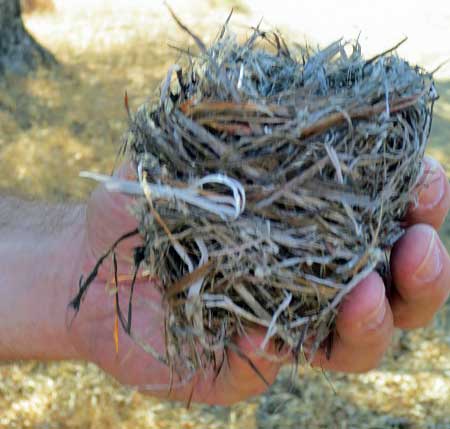 http://www.laobserved.com/intell/assets/fallen-Oak-Titmouse-nest-In.jpg