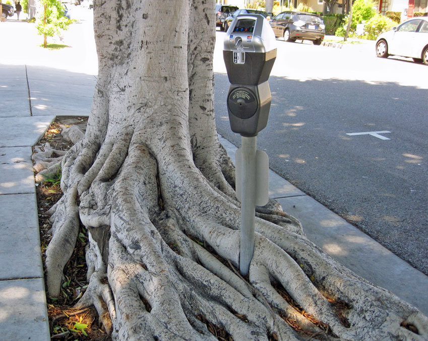 http://www.laobserved.com/intell/assets/ficus-vs-meter.jpg