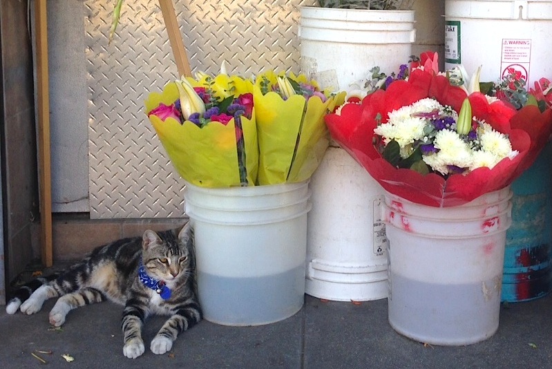 http://www.laobserved.com/intell/assets/flower-district-cat-800-jg.jpg