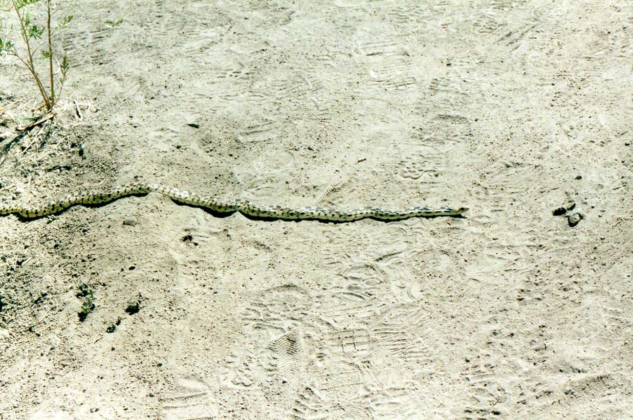 http://www.laobserved.com/intell/assets/gopher%2Bsnake%2Bea.jpg