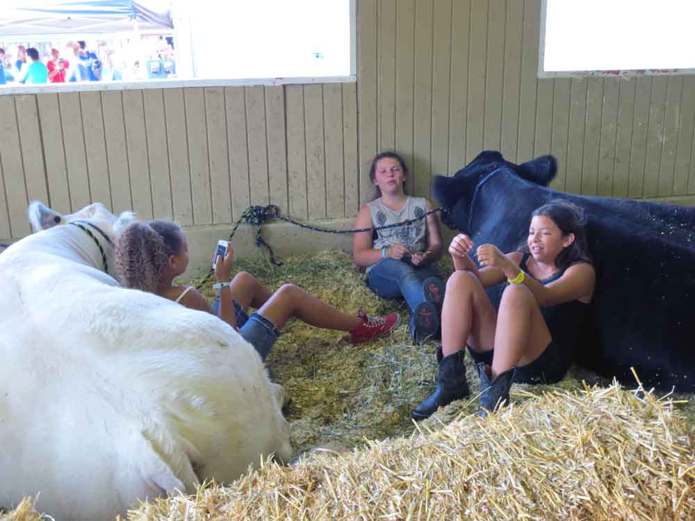 http://www.laobserved.com/intell/assets/lounging-with-beef-cattle-O.jpg