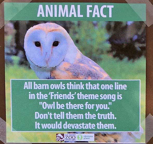 http://www.laobserved.com/intell/assets/owl-sh.jpg