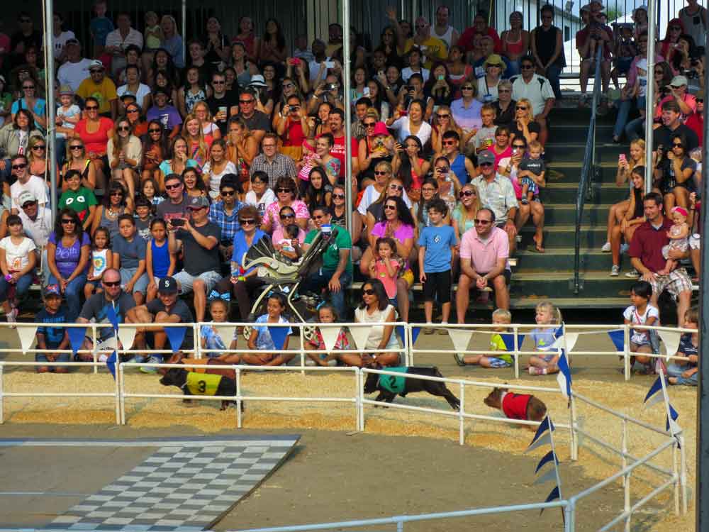 http://www.laobserved.com/intell/assets/pig-races2-OCFair-July13.jpg