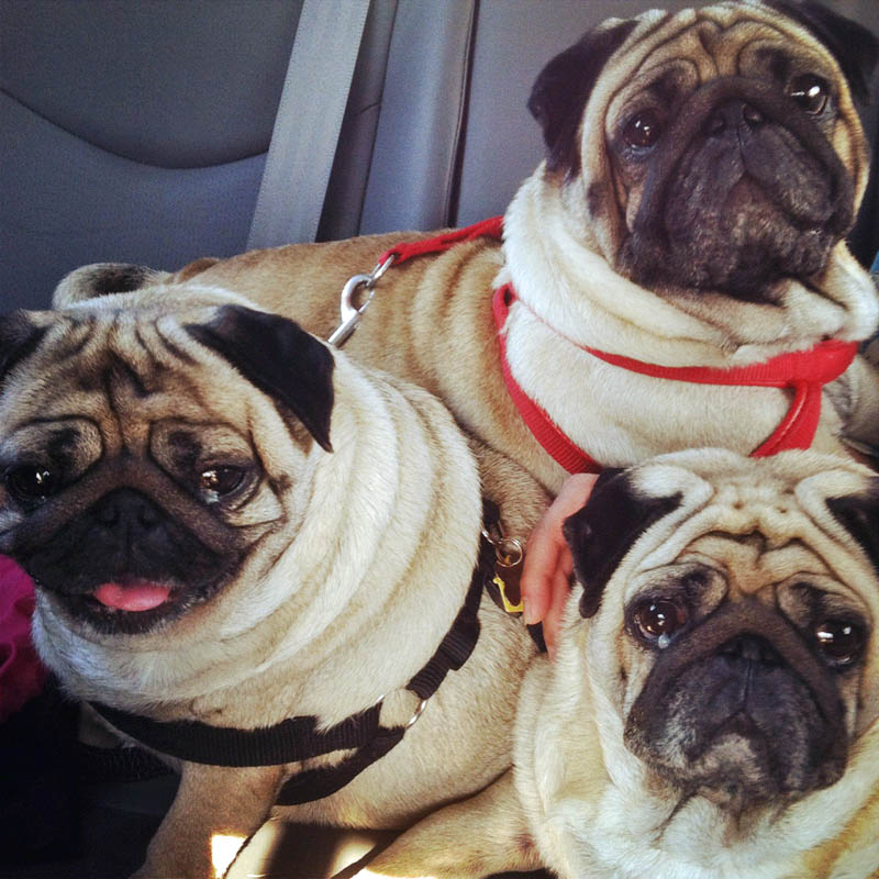 http://www.laobserved.com/intell/assets/sh-pugs.jpg