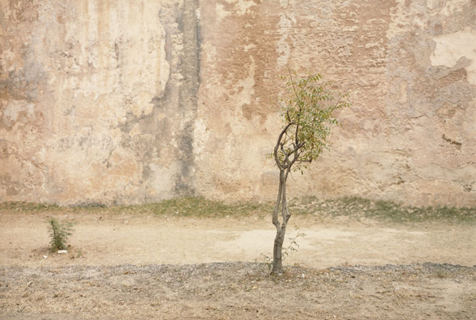 http://www.laobserved.com/intell/assets/trees-eggleston-getty.jpg