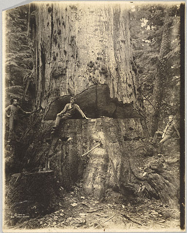 http://www.laobserved.com/intell/assets/trees-loggers-kinsey-getty.jpg