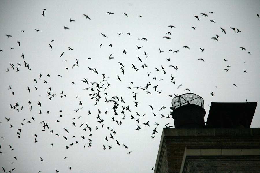 http://www.laobserved.com/intell/assets/vauxs-swifts-iris.jpg
