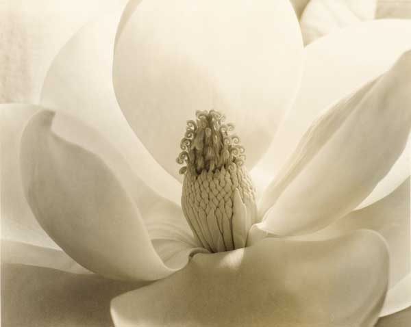 http://www.laobserved.com/intell/assets/vernon-flower.jpg