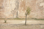 trees-eggleston-getty.jpg