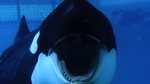 blackfish-pic.jpg