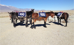 mules.jpg