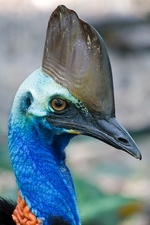 cassowary.jpg