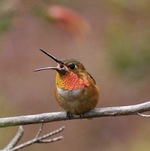 Allens_Hummingbird_FInch-FlickrCC.jpg