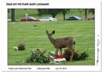 LAO_ForestLawn_Deer.jpg