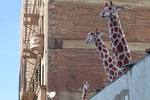 cardboard-giraffes.jpg