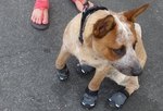 dogshoes320.jpg