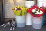 flower-district-cat-800-jg.jpg