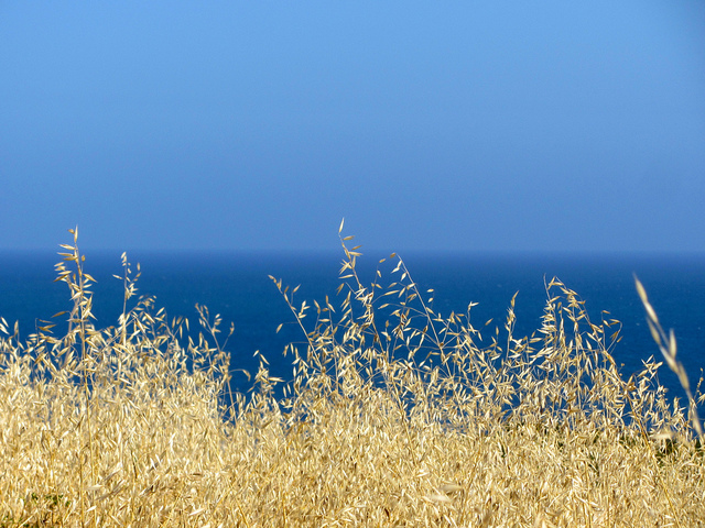 oh-malibu-vdt.jpg
