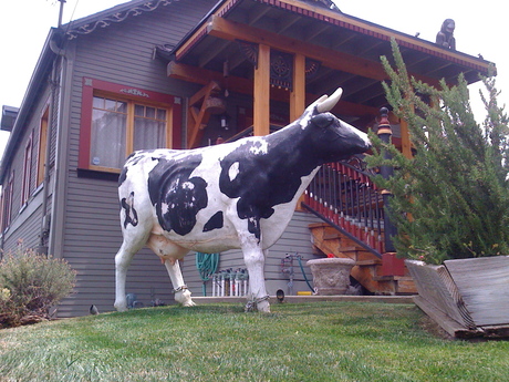 http://www.laobserved.com/manage/assets/cow1-chickencorner.jpg