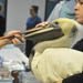 pelicans-75x75.jpg