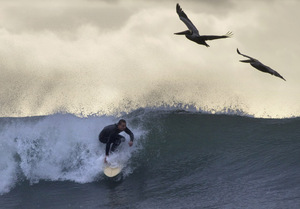Surf+Fly+alcorn.jpg