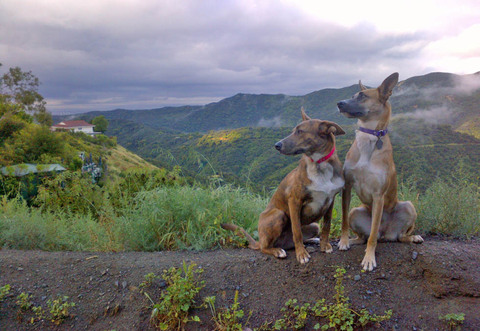 christelle-nahas-dogs.jpg